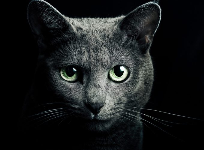 Wallpaper Kitty, kitten, cat, eyes, cute, black, Animals 427641244